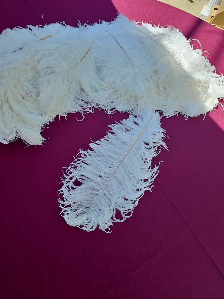 Ostrich Feathers
