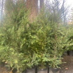 SOOOO many Leyland Cypress Privacy Trees