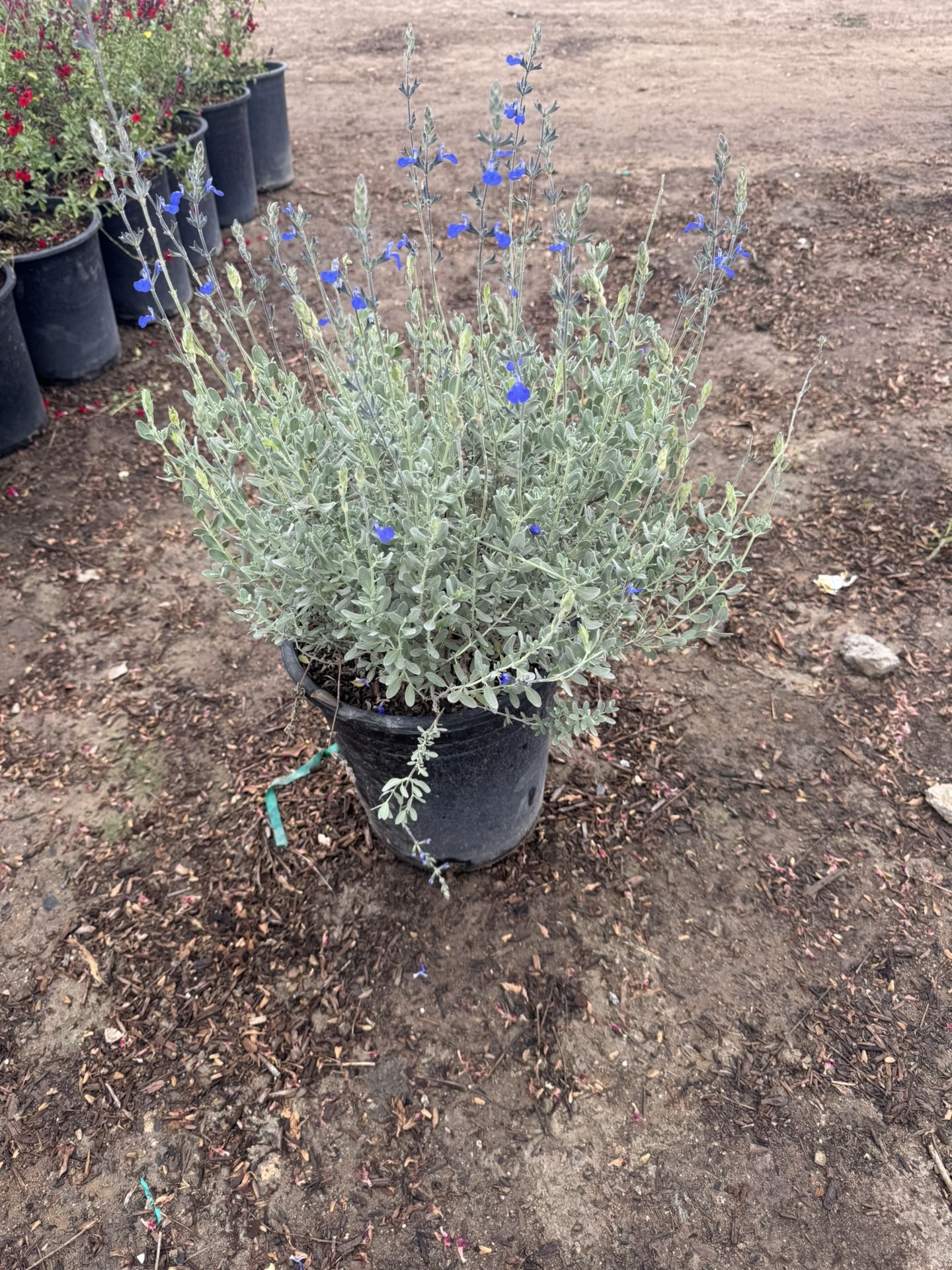 German Sage 5gal