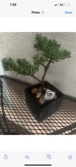 Bonsai Ca Coastal Juniper