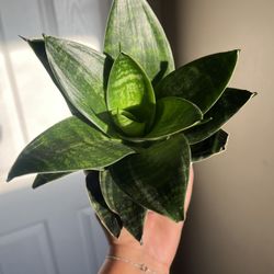 Snake Plant 