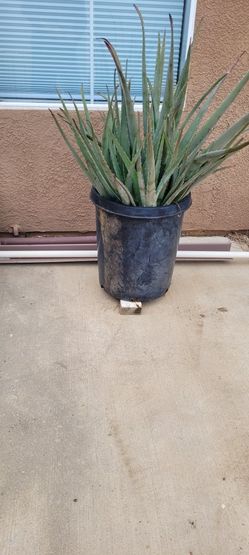 Aloe Vera Plant