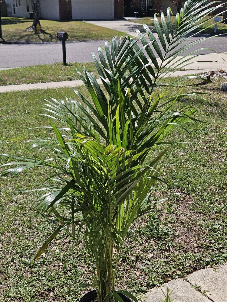 Areca Palm Live Plants