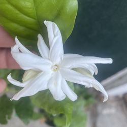 Arabian Jasmine Withe Very Fragrant  Flowers, Is In 1 Gallón Pot Pick Up Only