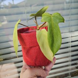 Philodendron Florida Ghost Plant