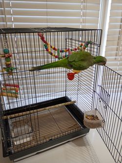 Birds cage