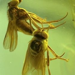 Encased in genuine Baltic amber, this ancient fly dates back over 40 million years to the Jurassic period. Preserved in rich golden resin, its delicat