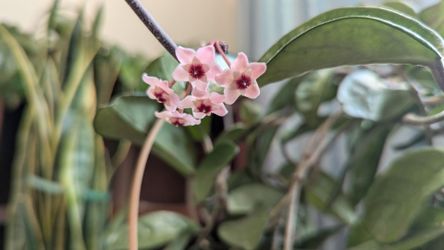 Hoya Live Plant With flower buds