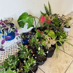 Plants For Sale 10 Each 