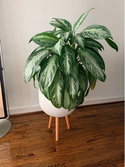 Large healthy Chinese Evergreen (Aglaonema)