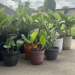 Red Canna Lilies 