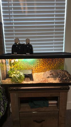 Snake and aquarium set