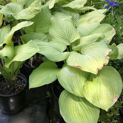 Hosta Plants 