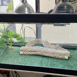 Bearded Dragon Cage