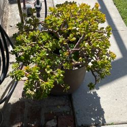 Large Succulent 