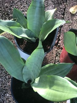 🌴🪴 Moonshine Sansevieria Snake Plants