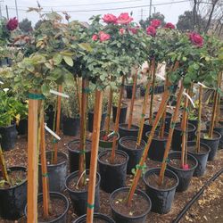 Rose Tree