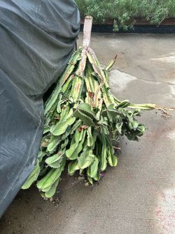 Free cactus cutting and banana leaf plant