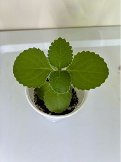 Cuban oregano, Mexican mint, Spanish Thyme