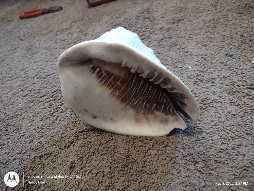 Queen Helmet Conch Shell 7" Aquarium Cassis Madagascariensis