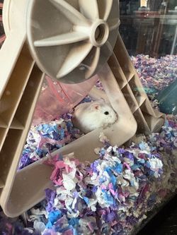 Free Hamster