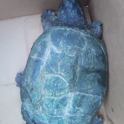 Adult 9 Inch Snapping Turtle 