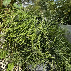 Pencil Euphorbia (Euphorbia Tirucalli) Cuttings Or Adult Plant