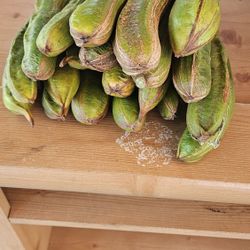 Pepetos Fruta Recien Cortada Esta Fresca   Ice Crean Beans Fresh