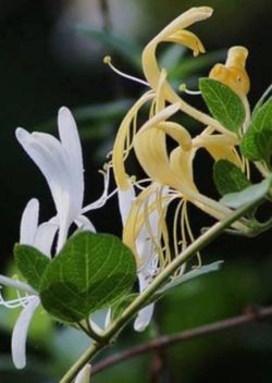 Japanese Honeysuckle Beautiful Fragrant Perennial Plant. 