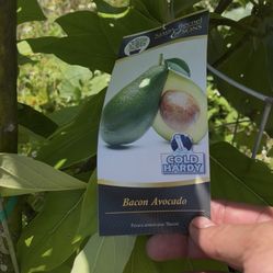 Bacon Avocado Tree Grafted