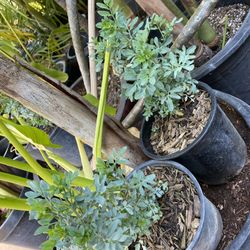 Ruda Plant