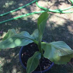 Banana Plant