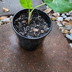 Malanga - Taro Plant