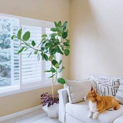 Ficus Altissima, Oxalis Triangularis Purple Shamrock and Plant Pot