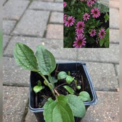 Purple Echinecia 