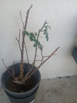 White rose plant