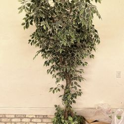Big Tree 