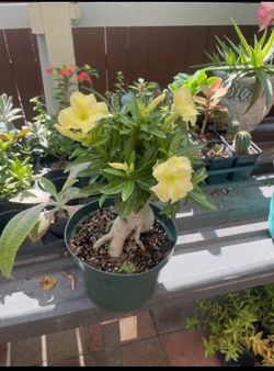Rosa de desierto / desert rose