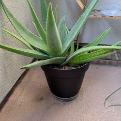 Aloe vera Plant 