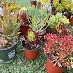 Variety Of Succulents Plants 