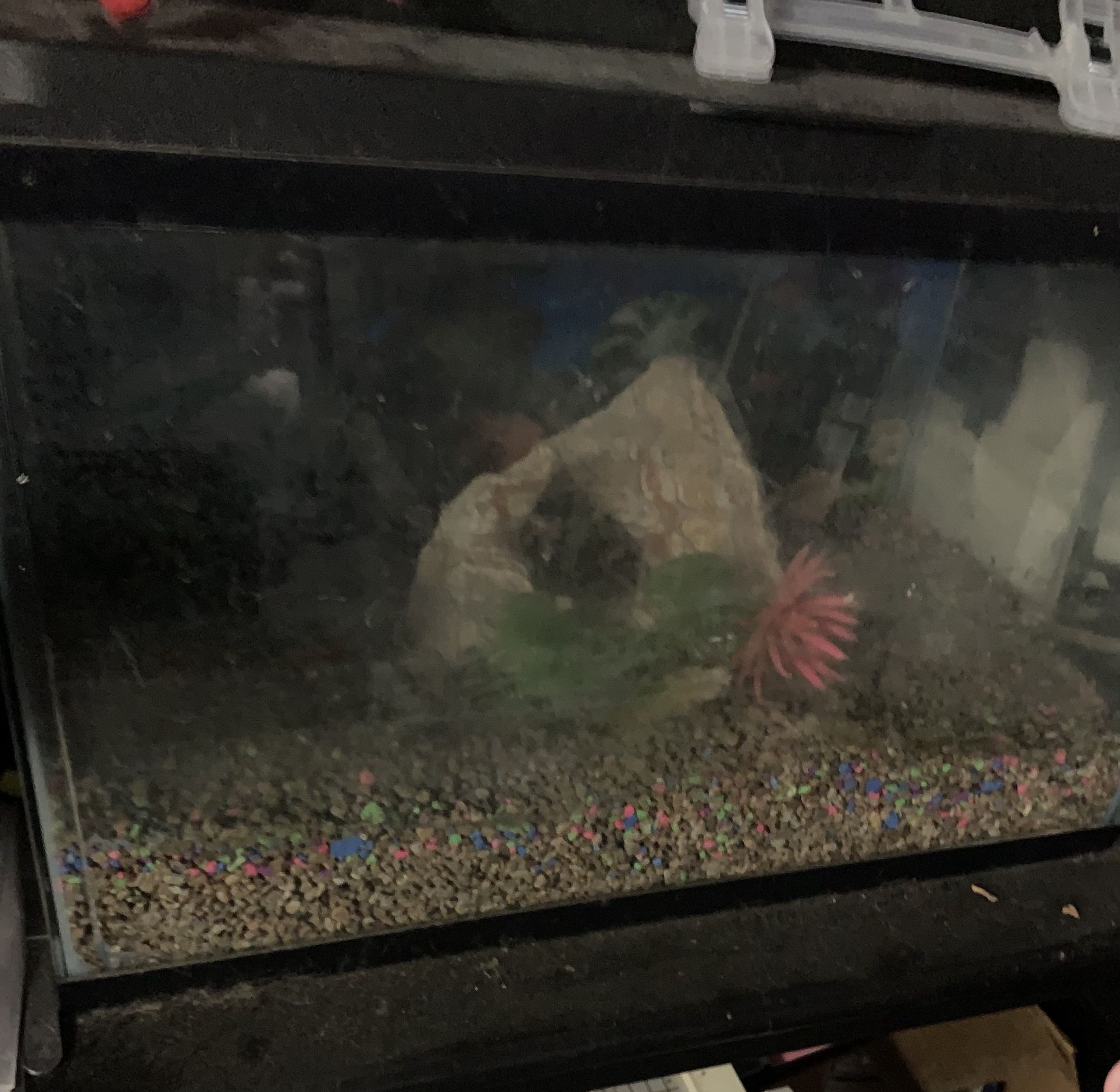10 or 15 GallonFish Tank