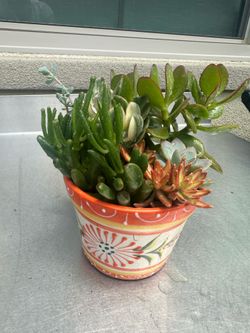 Assorted Succulent Plants