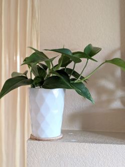 Healthy Beautiful Indoor Plant(Pothos)