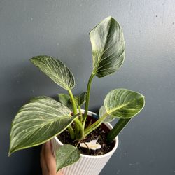 Live Variegated Philodendron Birkin Plant In 6”Pot