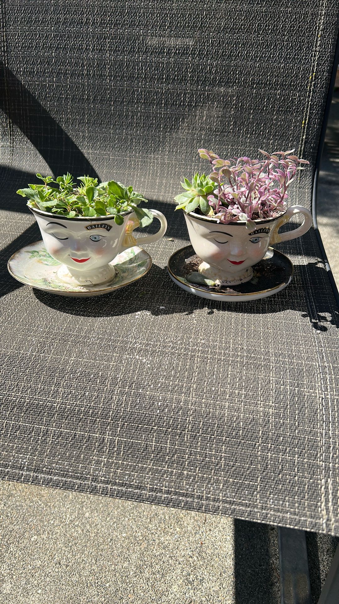 2 Red Robin Cup W/ Succulent