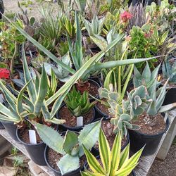 Large Succulent Spring Sale!! 1 Gallon Pot Size
