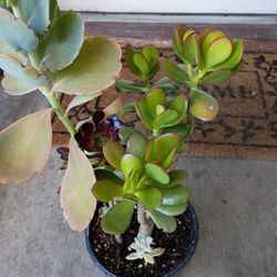 Jade Succulent 
