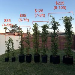 Ficus