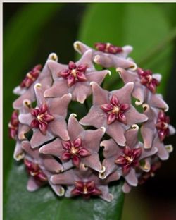 Hoya Vitiensis
