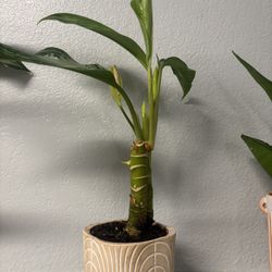 Indoor Plant